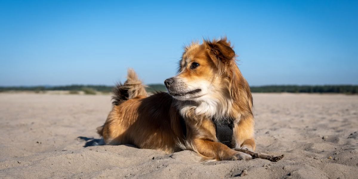 A dog lying on a sandy beach under a blue sky, enjoying a sunny day outdoors.