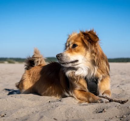 A dog lying on a sandy beach under a blue sky, enjoying a sunny day outdoors.