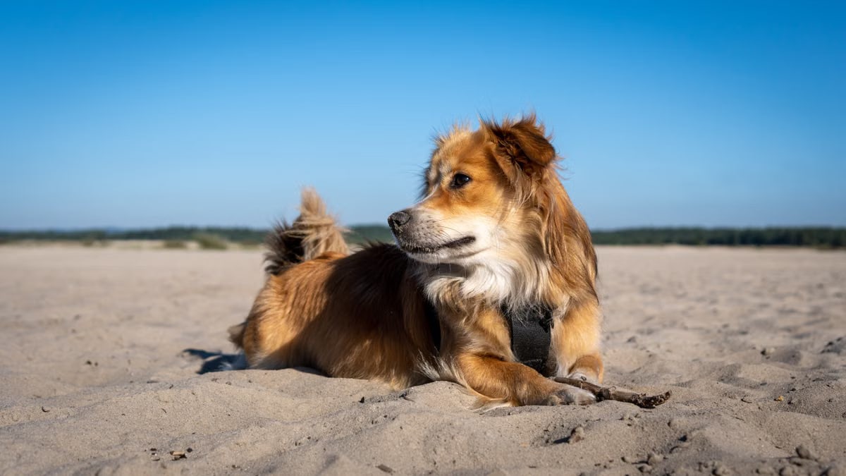 A dog lying on a sandy beach under a blue sky, enjoying a sunny day outdoors.